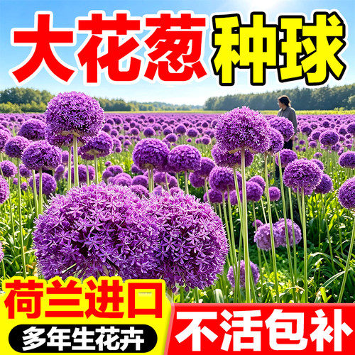 大花葱种球荷兰进口包开花包成活