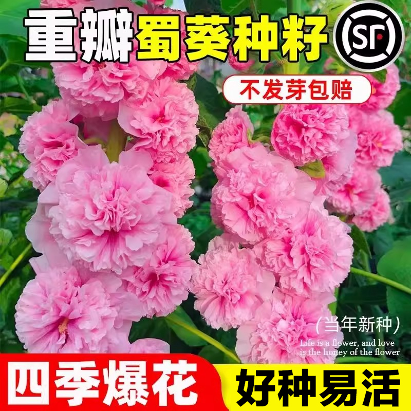 重瓣蜀葵花种籽四季爆花发芽率高
