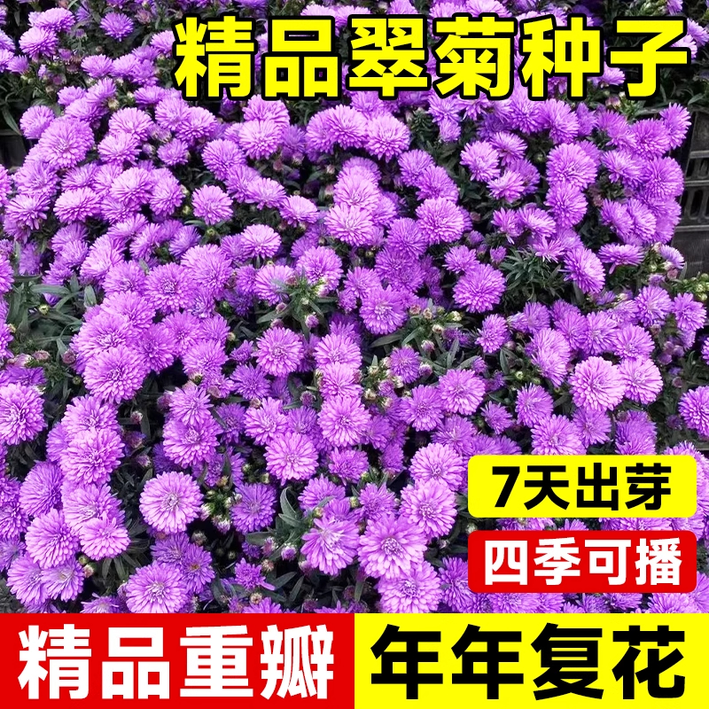 翠菊花籽四季可播当季新种