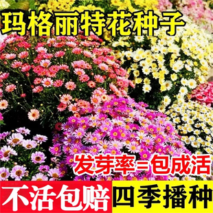 玛格丽特花种籽子孑庭院阳台室内外一年四季播种易活除虫菊小雏菊
