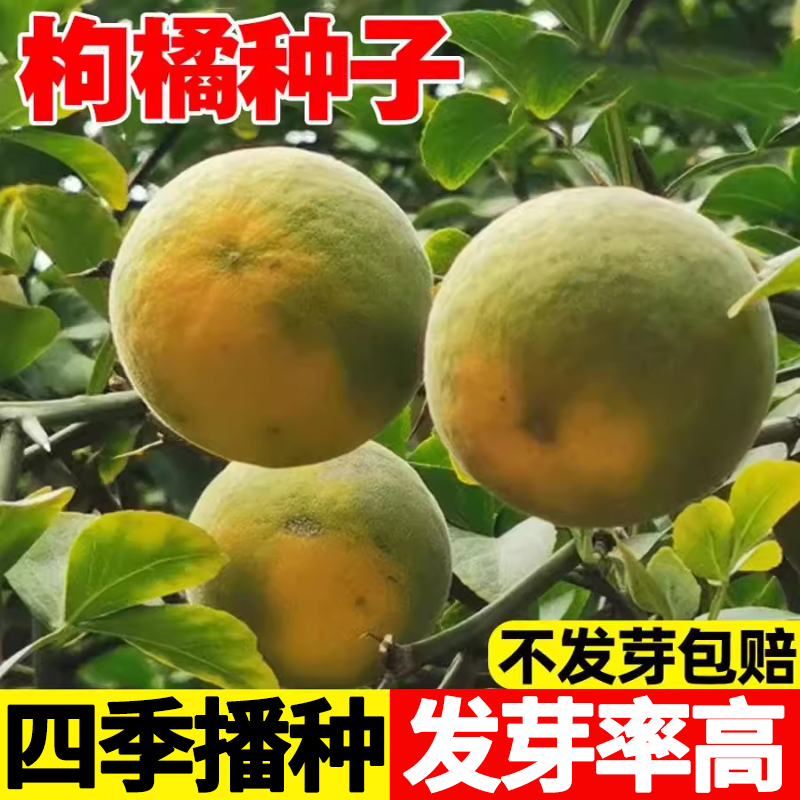 枸橘种子四季播种发芽率高