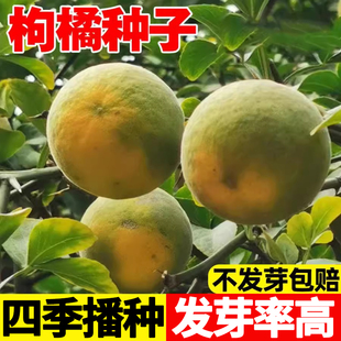 枸橘种子沃柑脐橙四川红桔种积枳壳籽小叶香橙柠檬嫁接柑橘沙糖桔