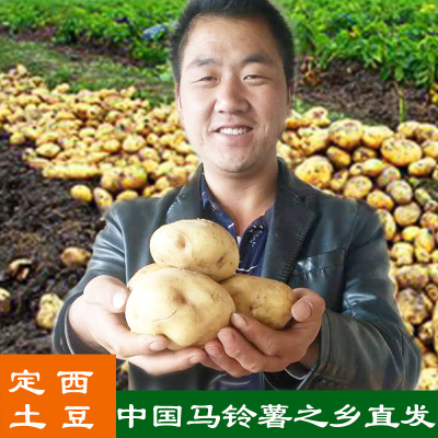 2025新鲜土豆农家老品种洋芋甘肃定西沙面土豆精品马铃薯高淀粉