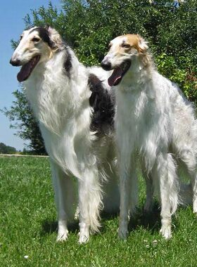 纯种苏俄猎狼犬幼犬活体宠物大型犬家庭养宠物狗