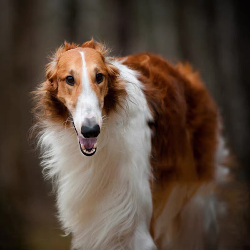 网红纯种苏俄猎狼犬活体幼崽宠物双血统家养幼犬犬舍灰色宠物狗