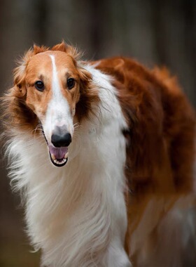 网红纯种苏俄猎狼犬活体幼崽宠物双血统家养幼犬犬舍灰色宠物狗