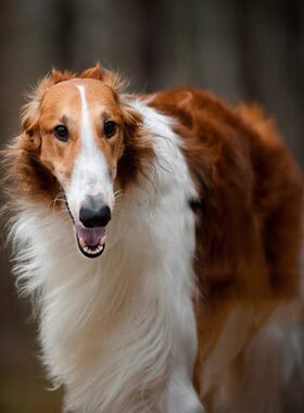 网红纯种苏俄猎狼犬活体幼崽宠物双血统家养幼犬犬舍灰色宠物狗