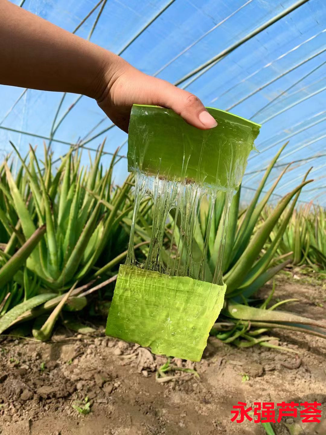美国库拉索新鲜芦荟叶片美容灌肤专用可食用奶芦荟补水敷脸老叶片