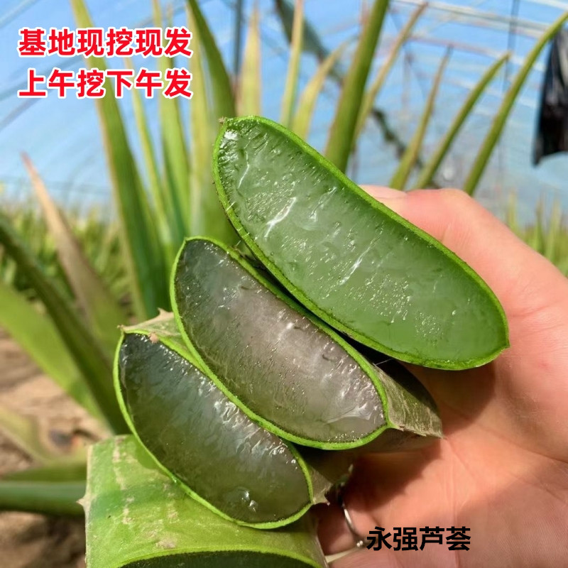 库拉索奶芦荟叶片特大叶片新鲜芦荟灌肤美容院专用可敷脸食用植物