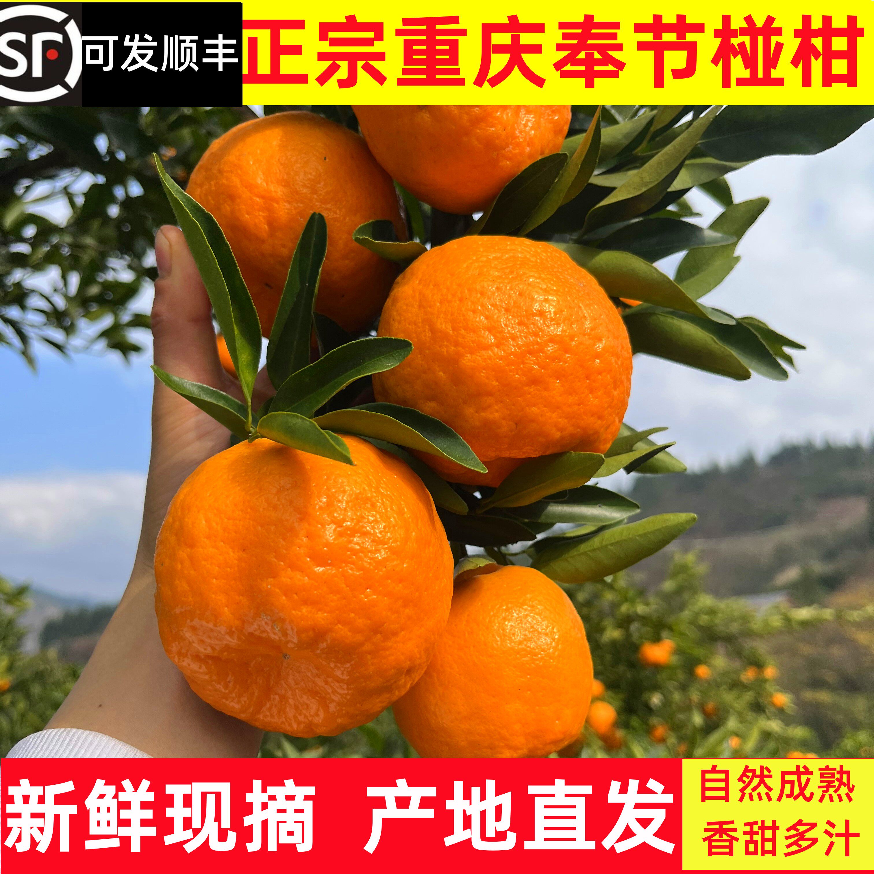 现摘重庆奉节椪柑新鲜芦柑四川现发橘子10斤5斤当季水果顺丰碰柑