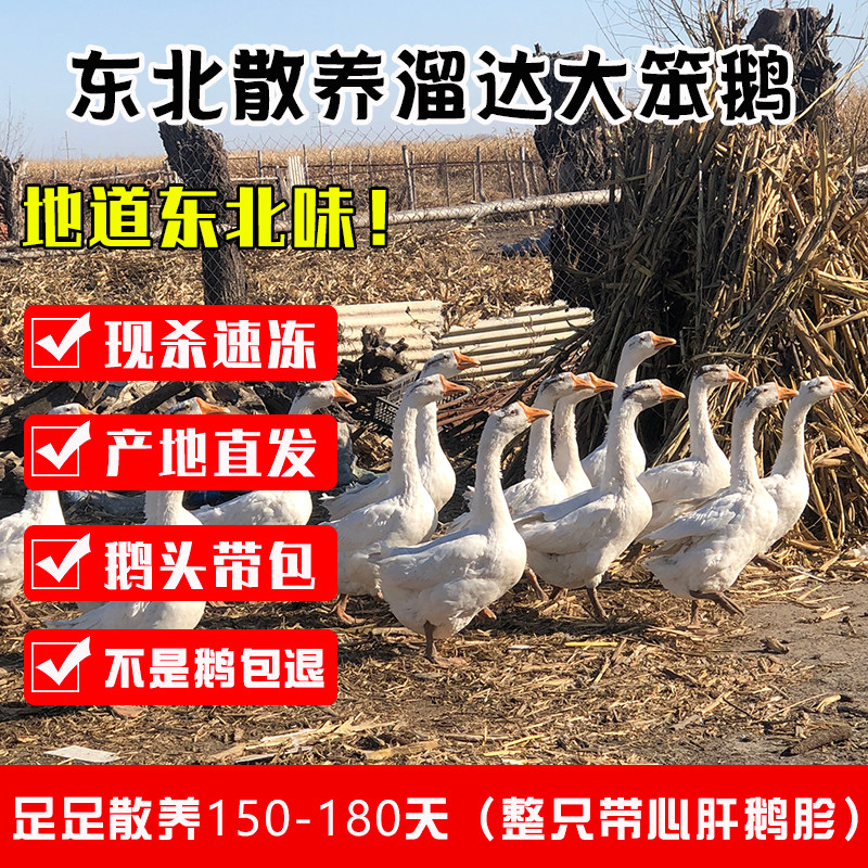 东北新鲜大鹅现杀现发黑龙江正宗散养大笨鹅整只整只包邮三花大鹅