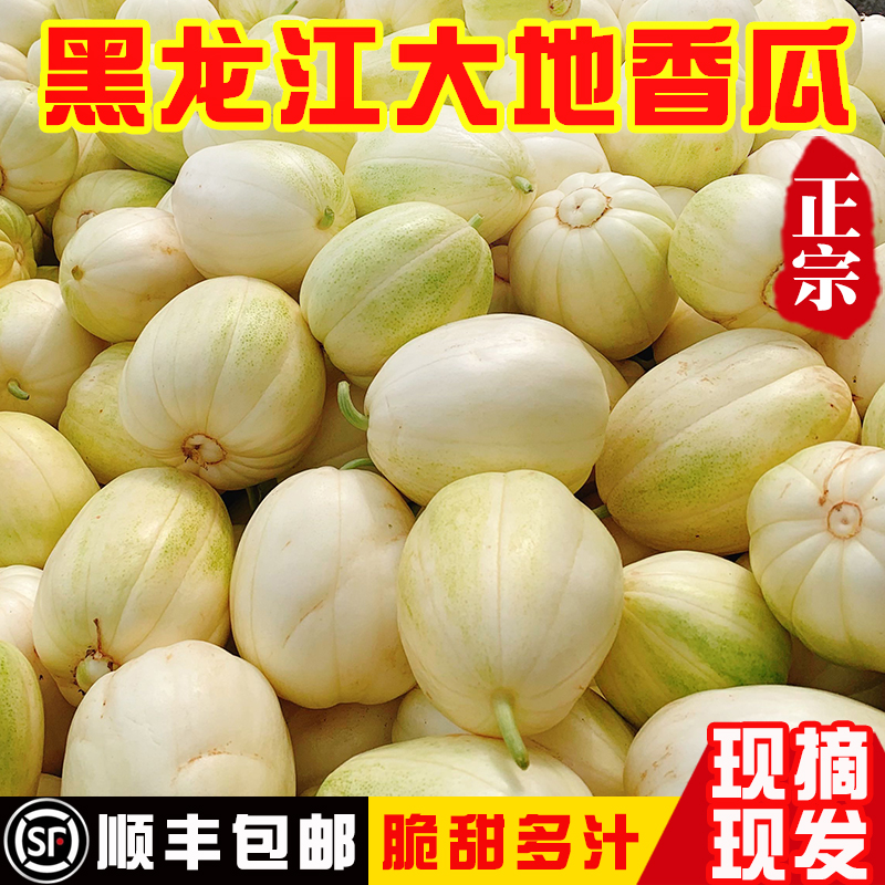 东北香瓜甜瓜特产时令生鲜水果整箱脆甜多汁新鲜水果5斤现摘包邮