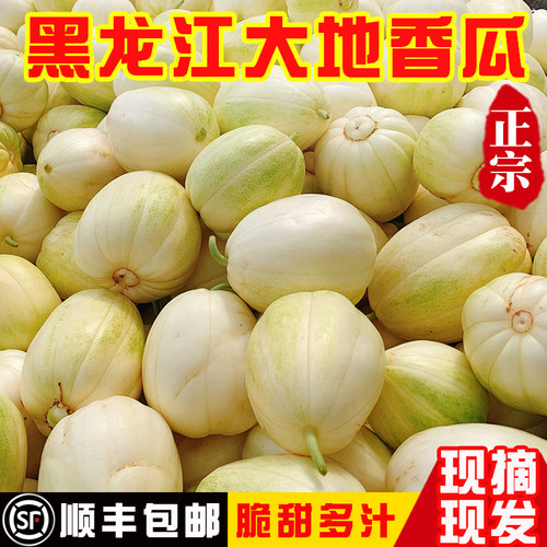 东北香瓜白糖罐品种小时候的味道