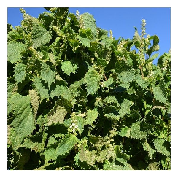 有机小农紫苏纯露200ml 紫晶玻璃瓶喷雾头