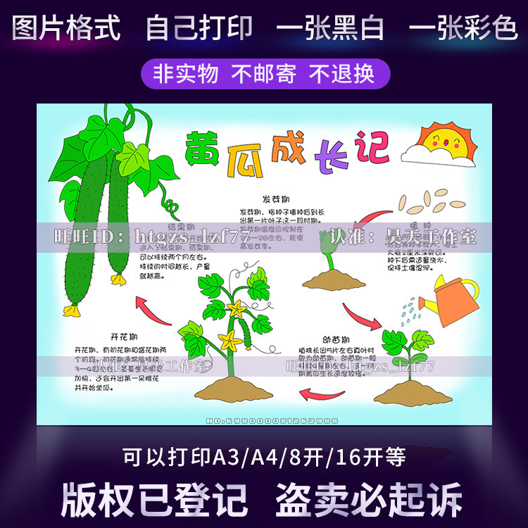 自然笔记黄瓜成长记手抄报植物生长记录观察日记黑白涂色小报a856