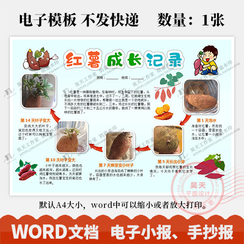 红薯成长记录手抄报番薯红薯生长观察日记电子小报word模板WK089