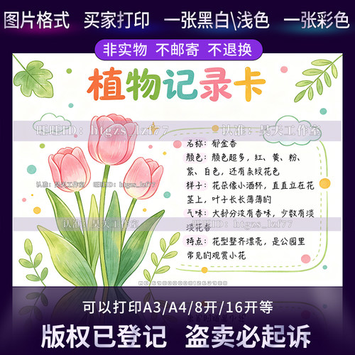G689植物记录卡郁金香手抄报植物名片自然笔记观察名片线稿小报