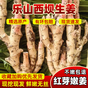 四川乐山西坝现挖新鲜蔬菜嫩姜生姜子姜姜仔泡菜五指姜