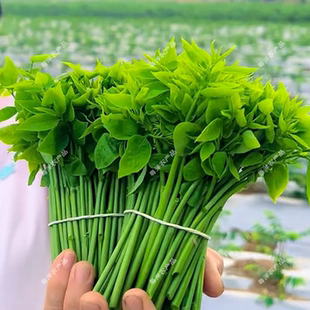 包邮树仔菜苗冰袋锁鲜发货海南野菜天绿香守宫木益肝菜现摘鲜蔬菜