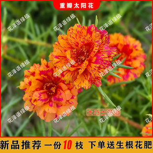 新品20色超重瓣太阳花棒棒糖带花苞枝条超长花期对色对版分色发货