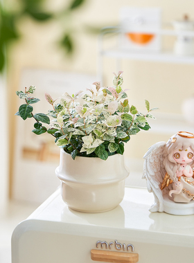 花叶络石盆栽四季垂吊花卉室内庭院爬藤绿植北欧奶油风办公室摆件