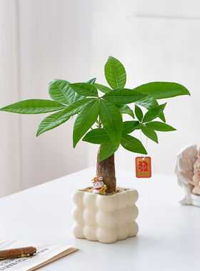 发财树创意小盆栽招财绿植摆件室内去甲醛桌面植物办公室好养花卉