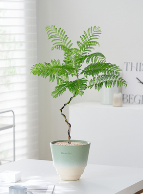 蓝花楹桌面盆栽优雅盆景植物咖啡厅室内办公室窗台ins高级感绿植