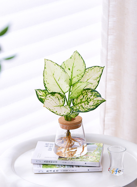 水培福禄桐室内易养招财绿植四季常青办公室工位懒人小盆栽发财树