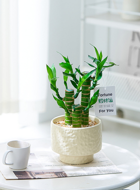 富贵竹盆栽懒人绿植耐阴好养四季常青客厅办公室桌面招财小盆景