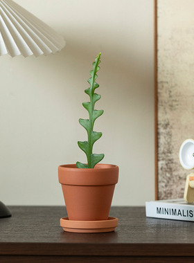 鱼骨令箭室内多肉植物仙人掌好养办公室绿植工位介意摆件创意盆栽