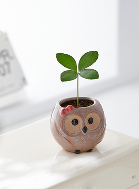 墨西哥铁树猫头鹰盆栽幸运草办公室桌面好养绿植多肉盆栽送礼花卉