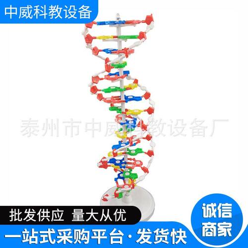 DNA双螺旋结构模型大号高中模型