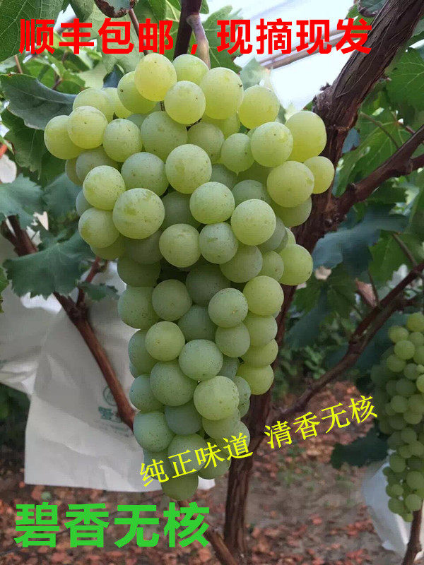现摘山东新鲜无籽碧香无核葡萄孕妇水果非黑加仑巨峰葡萄顺丰包邮