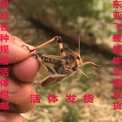 蚂蚱蝗虫丁蜢蚱蜢活虫东亚飞蝗画眉鸟食虫子蝎子胡蜂饲料爬虫宠物