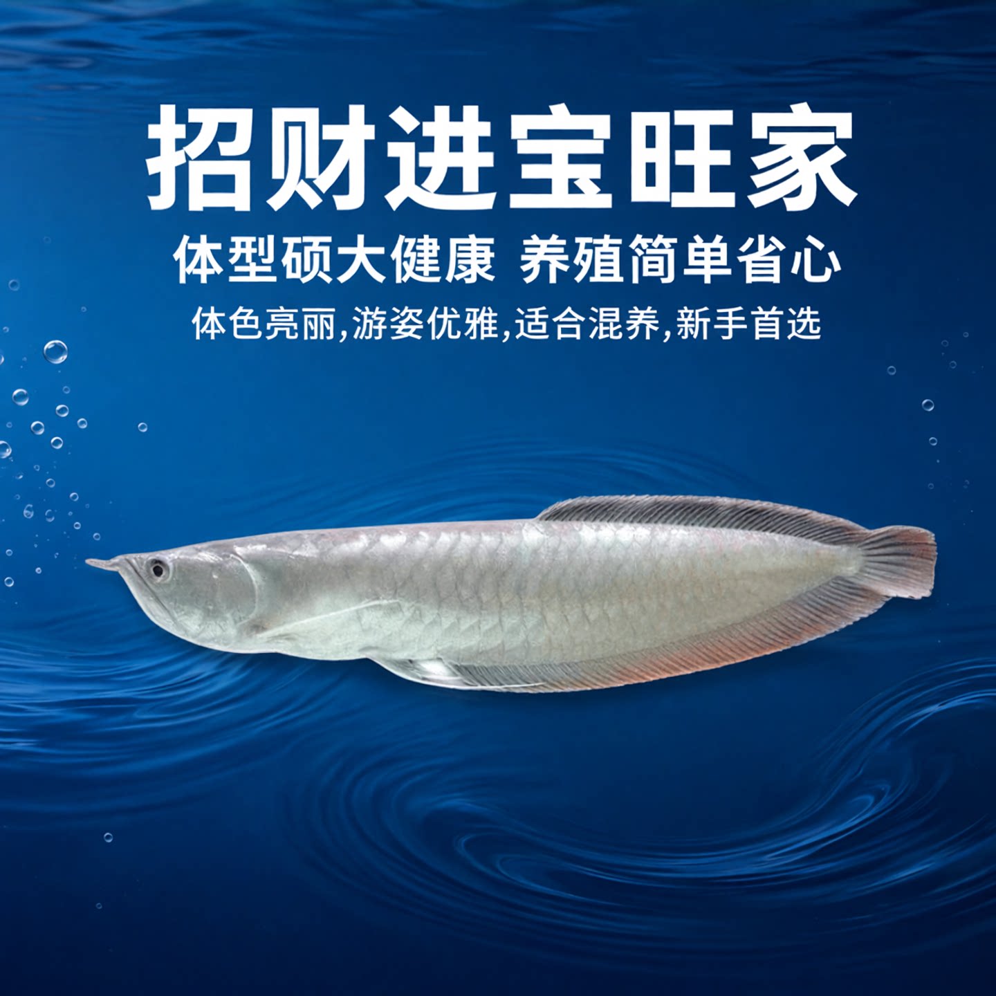 (不活包赔)热带观赏银龙鱼活鱼大型招财龙鱼混养练手银龙鱼淡水