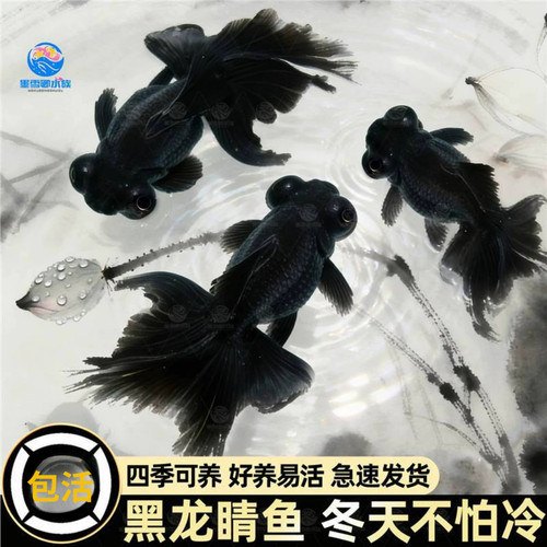 （不活包赔）冷水观赏鱼狮子头黑龙睛丹好养金鱼金鱼苗活体淡水