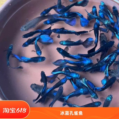 不活包赔热带鱼纯种冰蓝孔雀鱼小型胎生鱼繁殖怀孕母鱼临产大尾巴