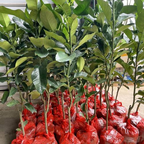 泰国青柚三红柚树苗带土带叶