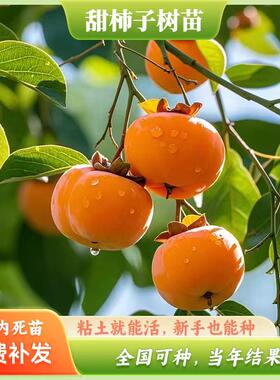 无核脆甜柿子树苗特大带土南方北方种植庭院盆栽地栽阳台黑柿果树