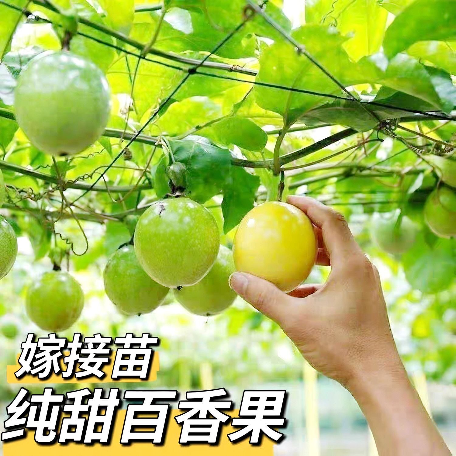 百香果树果苗正宗黄金百香果苗纯甜黄金果紫香苗四季庭院爬藤阳台图片