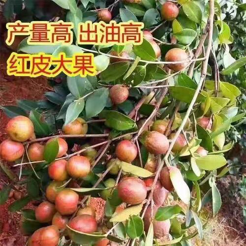 高产嫁接白花香花油茶树苗