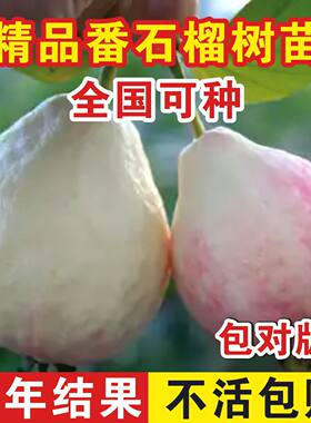 胭脂红番石榴树苗嫁接少籽四季