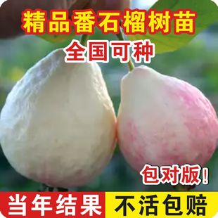 胭脂红番石榴树果苗广东本地红宝石芭乐树苗红心南北方种四季大全