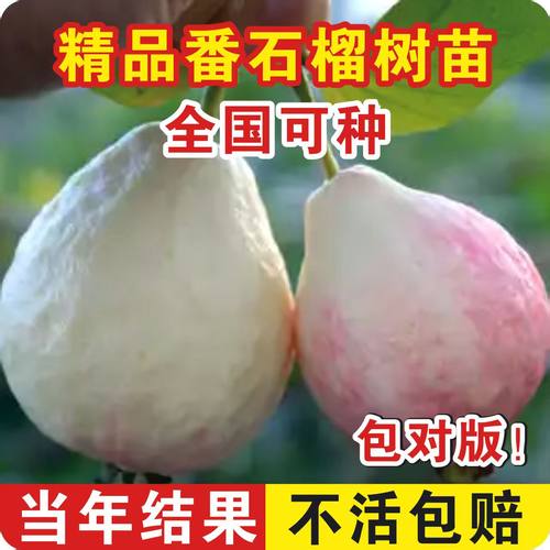 胭脂红番石榴树苗嫁接少籽四季