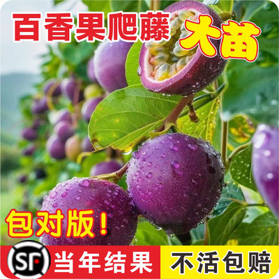 紫香百香果嫁接树苗四季不断结果黄金百香果树苗南方北方种植盆栽