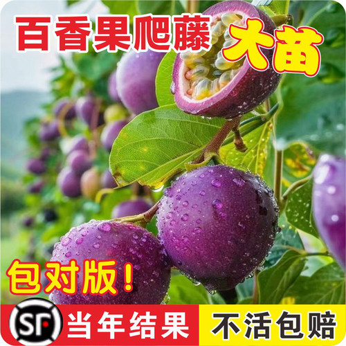 紫香百香果嫁接树苗四季不断结果黄金百香果树苗南方北方种植盆栽