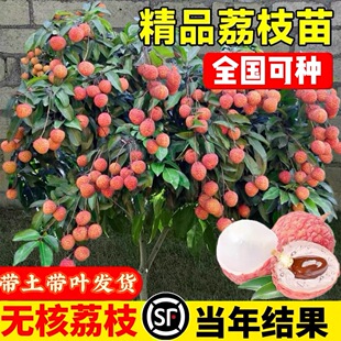 荔枝树果苗四季盆栽嫁接桂味观音绿糯米糍妃子笑南北方水果种植