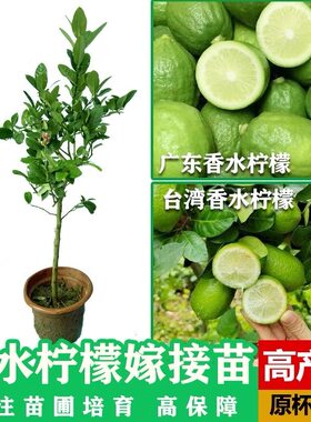 香水柠檬树苗盆栽地栽四季结果无核青柠檬苗室内庭院种植当年结果