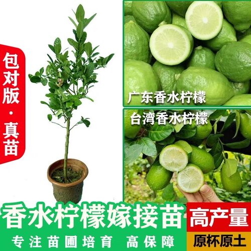 香水柠檬树苗盆栽地栽四季结果无核青柠檬苗室内庭院种植当年结果