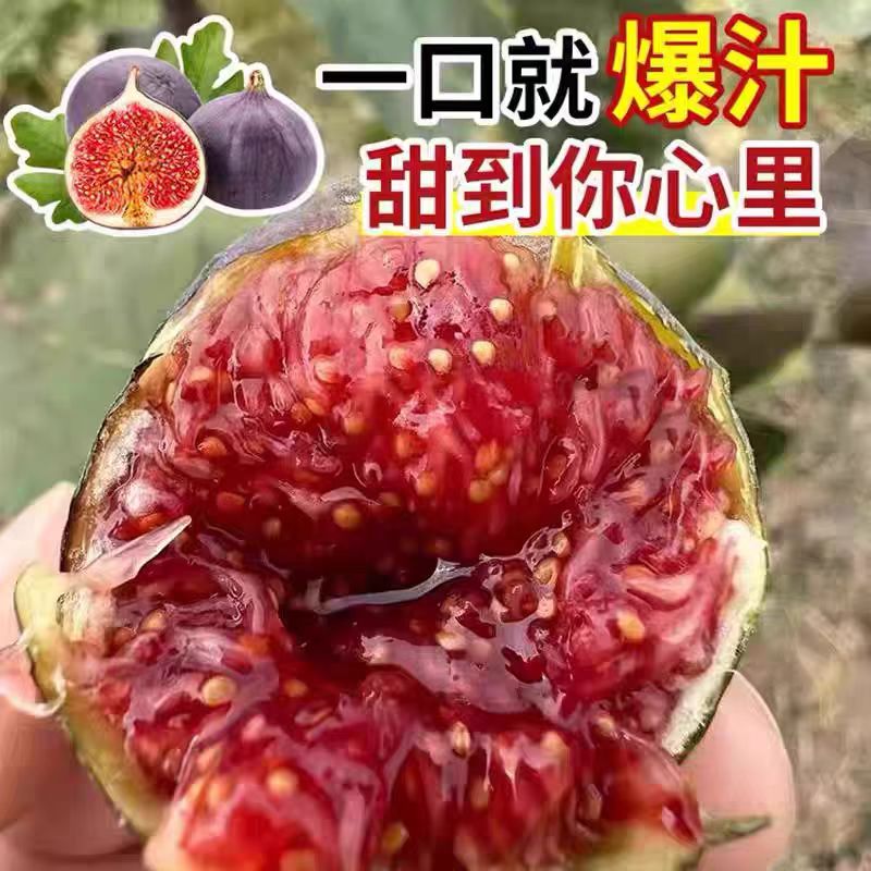 无花果树苗格莱斯波姬红果苗特大果南北方四季种植当年结果地盆栽
